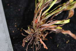 Image of dwarf polypody