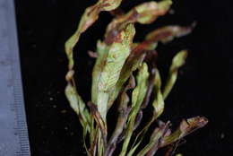 Image of dwarf polypody