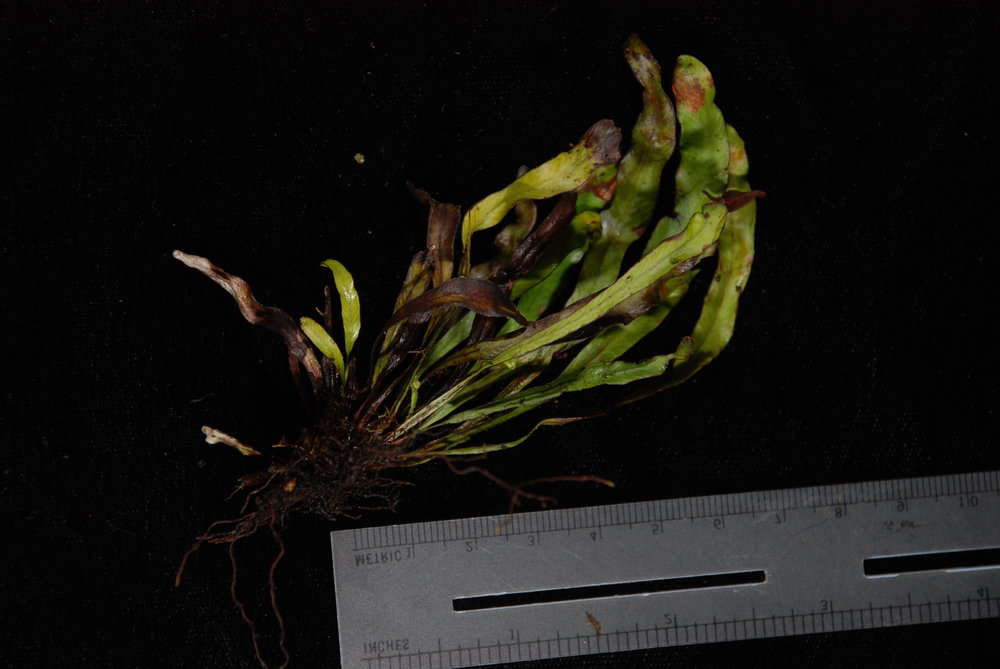 Image of dwarf polypody