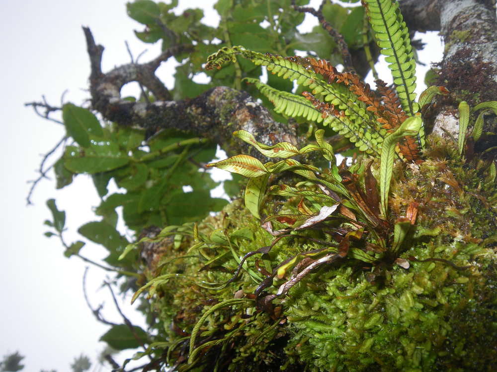 Image of dwarf polypody