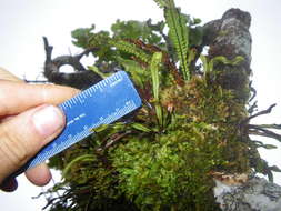 Image of dwarf polypody