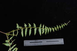 Image of Diplopterygium longissimum (Bl.) Nakai