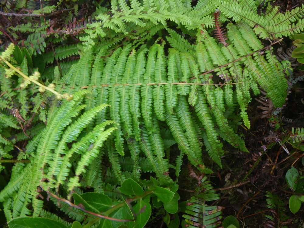 Image of Diplopterygium longissimum (Bl.) Nakai