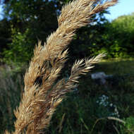 Imagem de Calamagrostis epigejos (L.) Roth