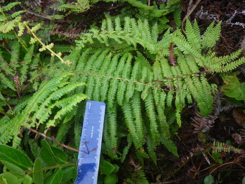 Image of Diplopterygium longissimum (Bl.) Nakai