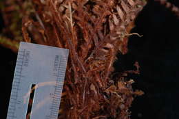 Image of Dasygrammitis purpurascens (Nadeaud) Parris