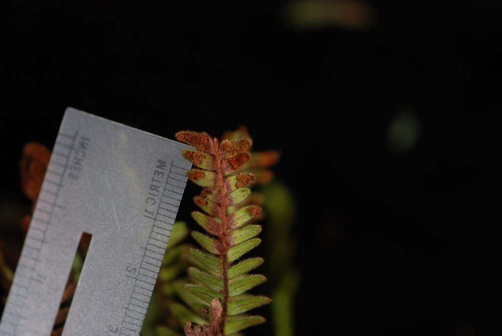 Image of Dasygrammitis purpurascens (Nadeaud) Parris