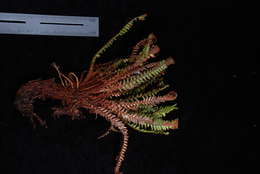 Image of Dasygrammitis purpurascens (Nadeaud) Parris