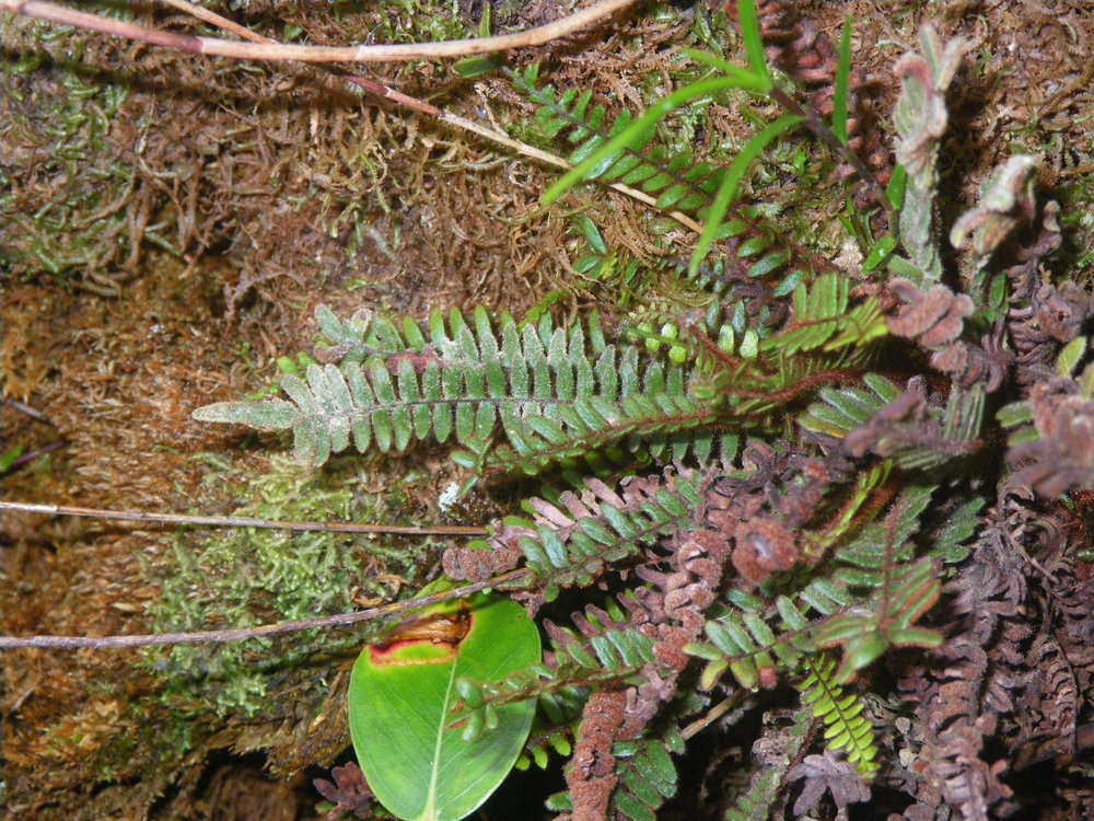 Image of Dasygrammitis purpurascens (Nadeaud) Parris