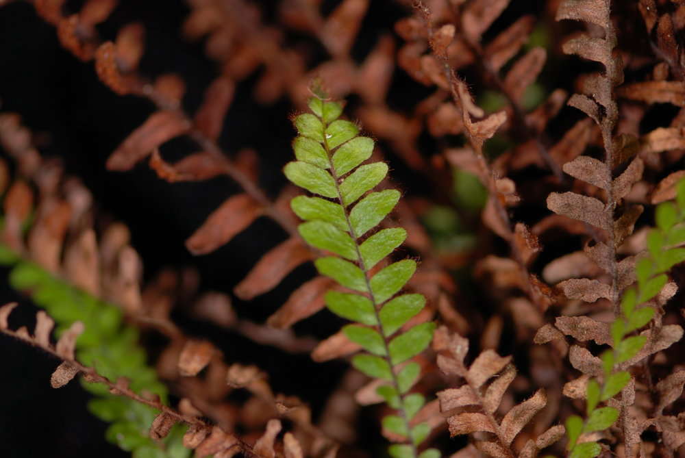 Image of Dasygrammitis purpurascens (Nadeaud) Parris