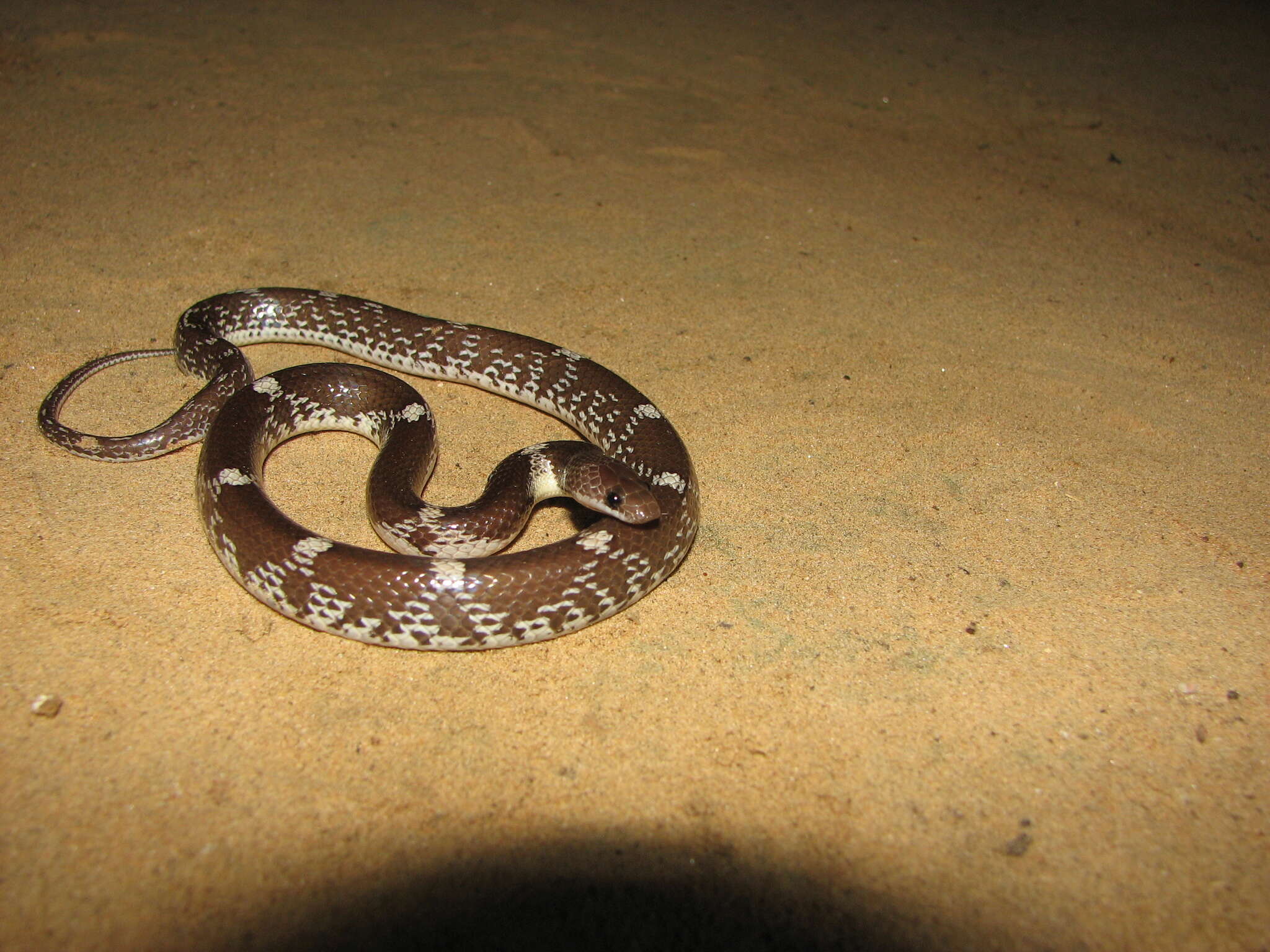 Image of Barred Wolf Snake