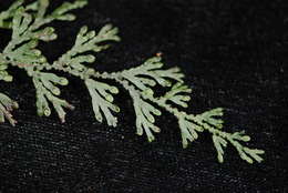 Image of Hymenophyllum javanicum Spreng.