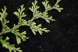 Image of Hymenophyllum javanicum Spreng.