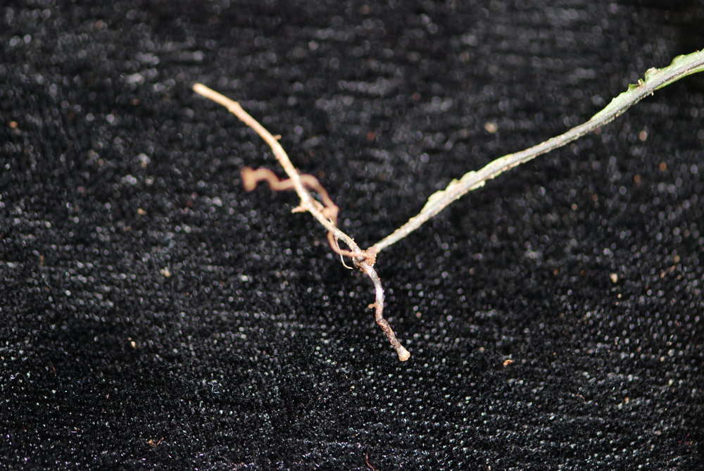 Image of Hymenophyllum javanicum Spreng.