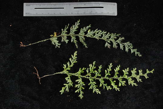 Image of Hymenophyllum javanicum Spreng.