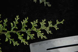 Image of Hymenophyllum javanicum Spreng.