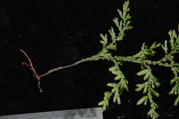 Image of Hymenophyllum javanicum Spreng.