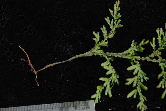 Image of Hymenophyllum javanicum Spreng.