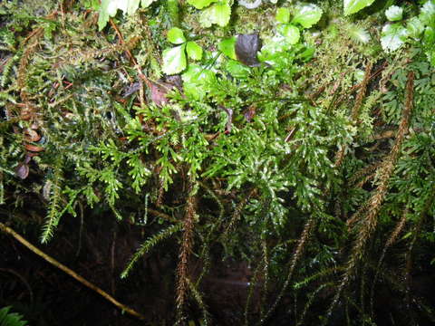 Image of Hymenophyllum javanicum Spreng.