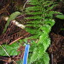 Image of Callistopteris apiifolia (Presl) Copel.