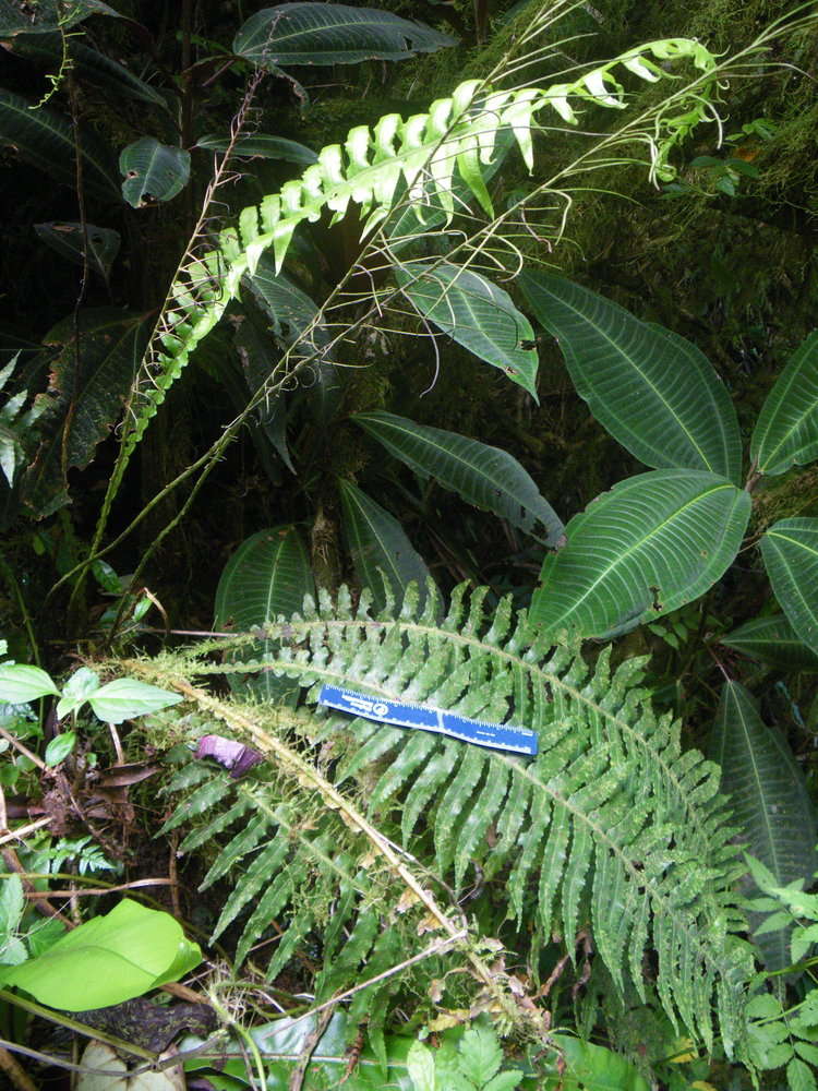 Plancia ëd Austroblechnum raiateense (J. W. Moore) Gasper & V. A. O. Dittrich