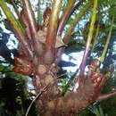 Imagem de Cyathea epaleata (Holtt.) Holtt.