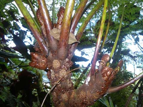 Cyathea epaleata (Holtt.) Holtt.的圖片