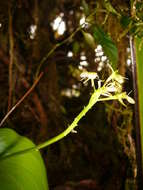 Image of Widelip orchid