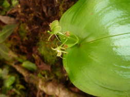 Image of Widelip orchid