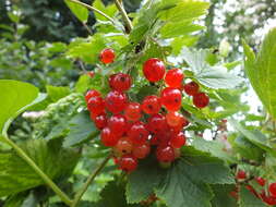 Image de groseillier rouge