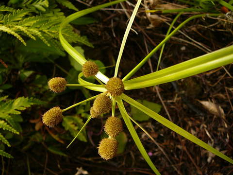 Image of Polynesian Sedge