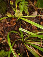 Image of Polynesian Sedge