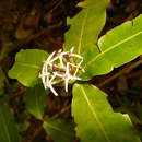 Image of Ixora mooreensis (Nadeaud) Fosberg