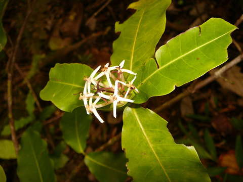 Image of ixora