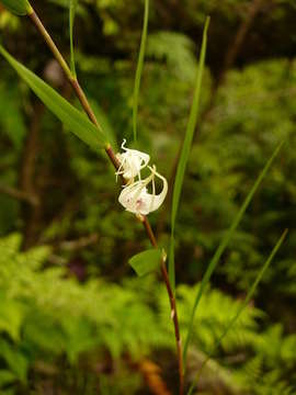 Image of Dendrobium biflorum (G. Forst.) Sw.