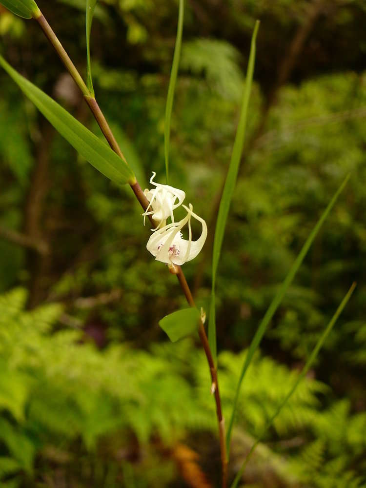 Image de Dendrobium biflorum (G. Forst.) Sw.