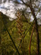 Image of sandbur