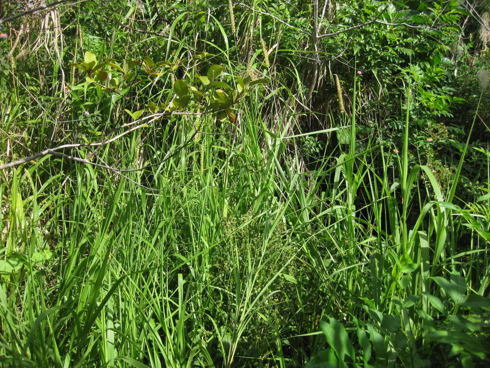 Image of sandbur