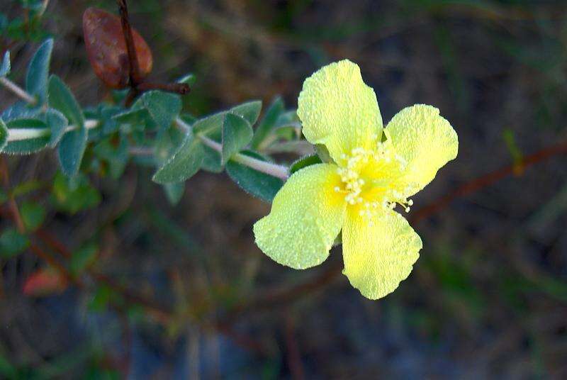 Plancia ëd Hypericum tetrapetalum Lam.