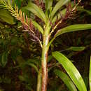 Image of Eria rostriflora Rchb. fil.