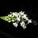 Image of Christmas orchid