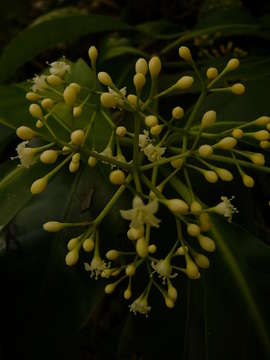 Image of Catchbirdtrees