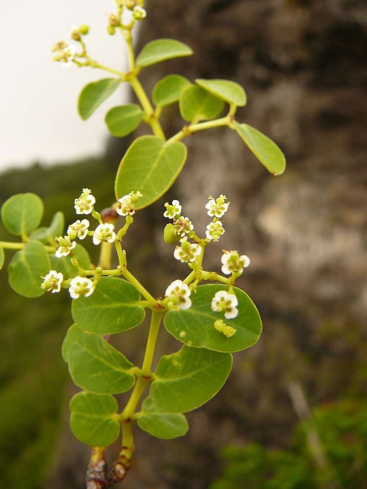 Image of Euphorbia fosbergii (J. Florence) Govaerts