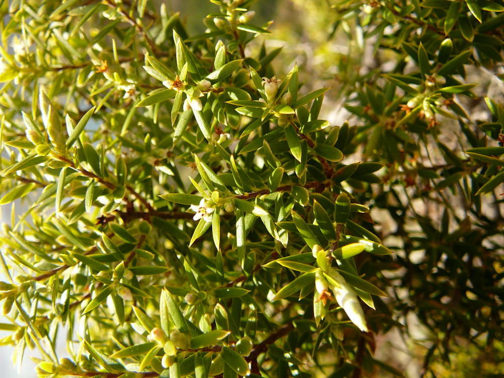Ericaceae (rights holder: 2010 Moorea Biocode)