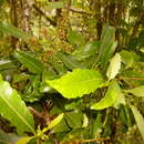 Sivun Weinmannia parviflora Forst. fil. kuva