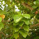 Image of Lantern tree