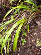 Image of Dianella intermedia Endl.