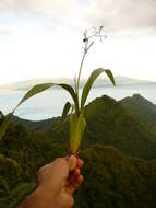 Image of Dianella intermedia Endl.