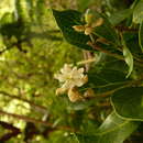 Image of Hernandia moerenhoutiana subsp. campanulata Kubitzki