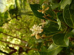 Image of propeller tree family